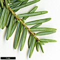 SpeciesSub: var. formosana 